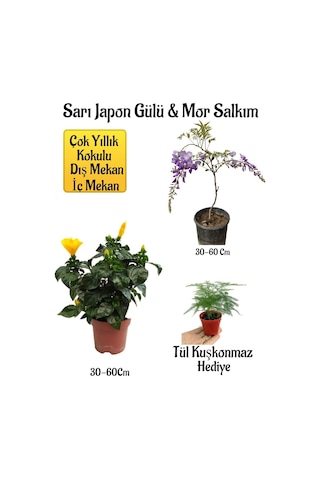 Sarı Japon Gülü Çiçeği+mor Salkım Ağacı Fidanı+ Tül Kuşkonmaz Hediyeli Peyzaj