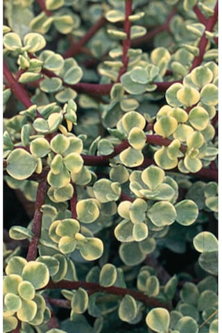 Portulaca Afra Variegata Alacalı Fil Azığı Sukulent Bitki