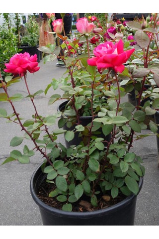 Videolu Yediveren Kokulu Pembe Renkli 20 40 Cm 2 Adet Aşılı Gül Pink Rose