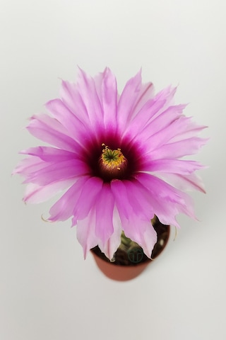 Echinocereus Pectinatus Pembe Çiçek Açan Kaktüs 5.5 CM Saksıda