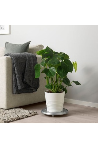Ikea Monstera Canlı Bitki, Yeşil, 21 Cm, Deve Tabanı