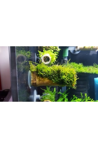 Moss Vantuzlu Kamışa Tutturulmuş Karides Yuvası Ve Üretim Kamı