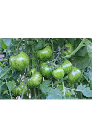 10+ Adet Domates Tohumu Yeşil Zebra