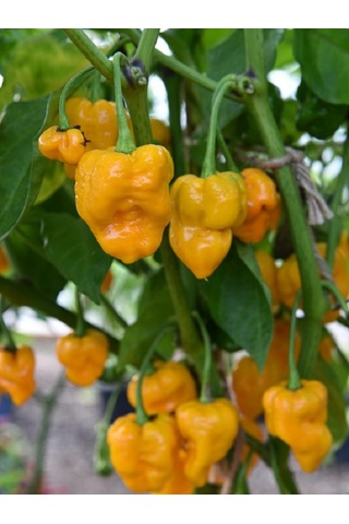 7 Pot Braın Straın Yellow Pepper / 1,5 Milyon Scoville - Gerçek Taze Acı Biber