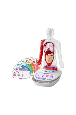 S00005280 Bilim Set İnsan Vücudu Modeli 23prç