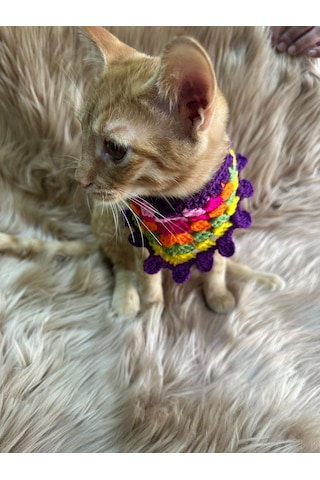 El Örgüsü Renkli Kedi Köpek Tasma Giyim Aksesuarı