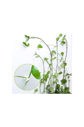 Sones 10 Adet Lulu Tırmanma Duvarı Sabitleyici Asma Tırmanma Duvarı Yapıştırma Kancası, Boyut: Büyük Beyaz