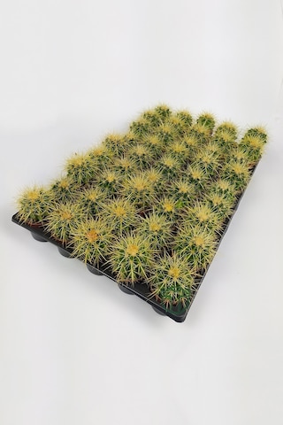 Echinocactus Grusonii Altın Fıçı Kaktüsü 45 Adet 1 Viyol