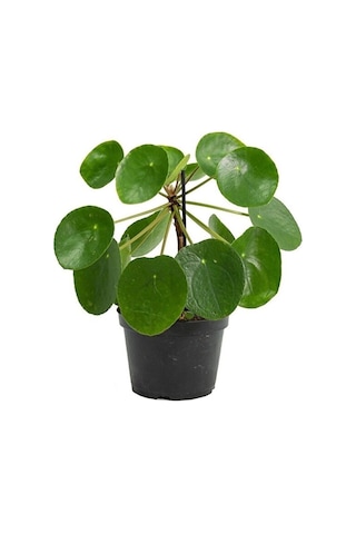 Thebestonline Şans Çiçeği Pilea Peperomioides - Çin Para Ağacı