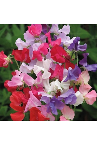 Karışık Bezelye Çiçeği Tohumu Lathyrus Odoratus 5+ Tohum