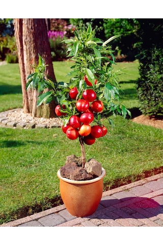 Venüs Nektarin Prunus Persica Nucipersica