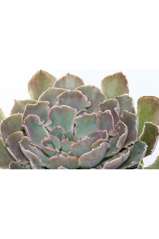 Echeveria - Büyük Boy Sukulent