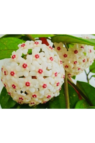 Hoya Carnosa En Az 1.5 Metre Kokulu Mum Çiçeği Bitkisi