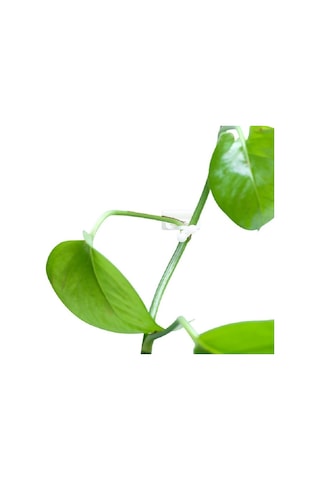 Sones 10 Adet Lulu Tırmanma Duvarı Sabitleyici Asma Tırmanma Duvarı Yapıştırma Kancası, Boyut: Büyük Beyaz