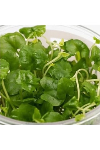 Cardamine Lyrata In Vitro Canlı Bitki