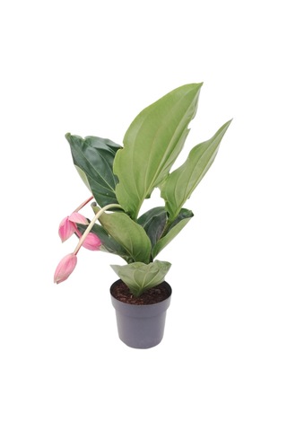medine gülü /medinella, medinilla 30-350cm