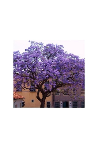 Dünya'Nın En Hızlı Büyüyen Ağacı Paulownia Fidanı(Boy 20 Ila 40C