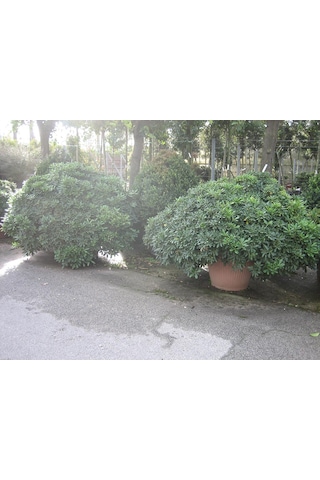 Pitos Porum Fidanı 25-30 Cm Tobira Nana