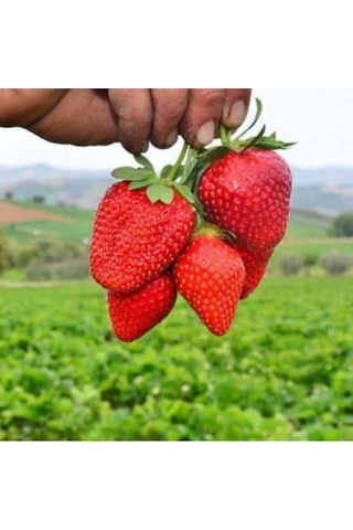 Çilek Tohumu Tadı Lezzetli Doğal 100 Adet Tohum Ev Bahçe Ve Saksı Ekimleri Için Çilek Tohumu