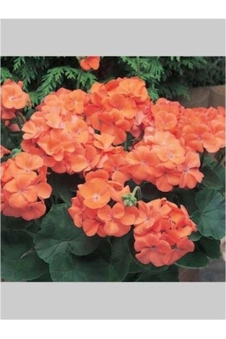 Turuncu Sakız Sardunya Çiçeği Fidanı 10-20 Cm