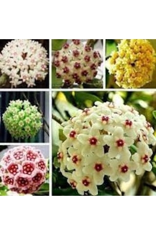 20 Adet Tohum Hoya Kornosa Mum Çiçeği Tohumu Karışık Mum Çiçeği