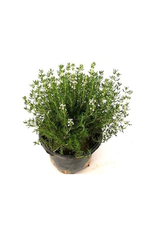 Dağ Bahçe Kekiği Fidanı 1 Adet Thymus Vulgaris 10-20 Cm