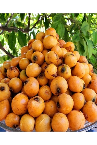 Tüplü Yenidünya Malta Eriği Fidanı 3 Yaş