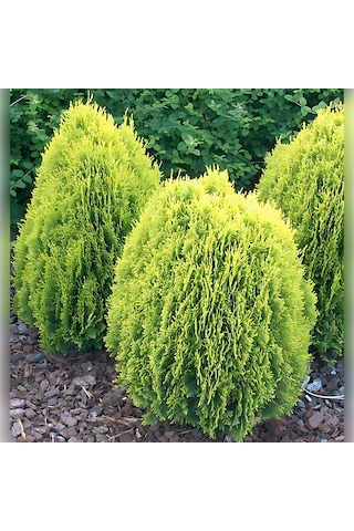 Limon Selvi Tek Top 50 Cm