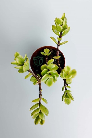 Para Ağacı Bereket Çiçeği Afra Variegata Özel Tür Sukulent