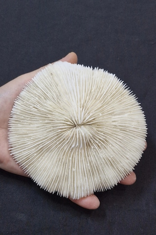 Mantar Mercan Dekoratif Parça Mushroom Coral 9dm