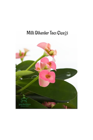 Pink Euphorbia Milii Dikenler Tacı Çiçeği Pembe Renk 15-25cm