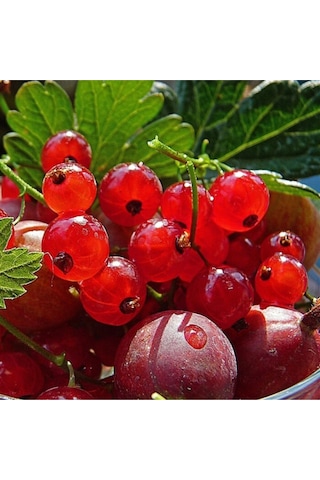 Kırmızı Bektaşi Üzümü & American Red Goosberry Fruit Tohumu Tropikal Meyve Tohumları 5 Adet Tohum