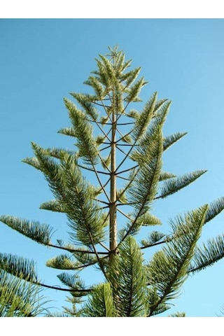 Salon Çamı Fidanı 1 Adet Saksılı/tüplü 20-40cm Iç/ Dış Mekan Bitkisi Araucaria