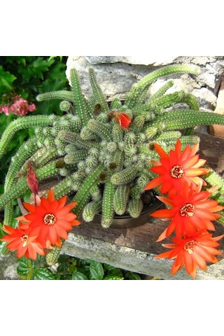 Yılan Kaktüs Chamaecereus Silvestris 10 Adet