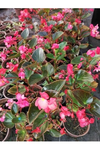 Begonya Çiçeği Yağlı Begonia Thurstonii 10-20 Cm