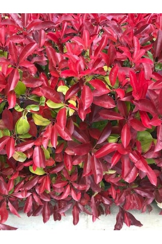 Çok Avantajlı Alev Çalısı Kırmızı Yaprak 30 50cm 1 Adet Photinia Serratifolia
