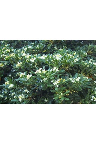 Pitos Porum Fidanı 25-30 Cm Tobira Nana