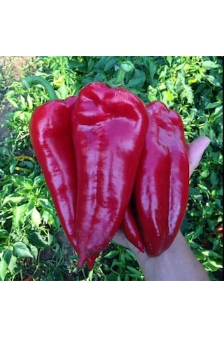Geleneksel Ata Tohumu Salçalık Kızartmalık Tatlı Kırmızı Kapya Biberi Tohumu 70 Tohum