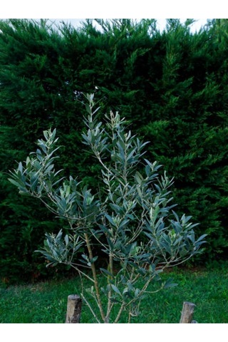 Bitkim Sende Özel Gemlik Zeytin Fidesi 70 100 Cm 1 Adet Saksılı/tüplü Dış Mekan Ağacı