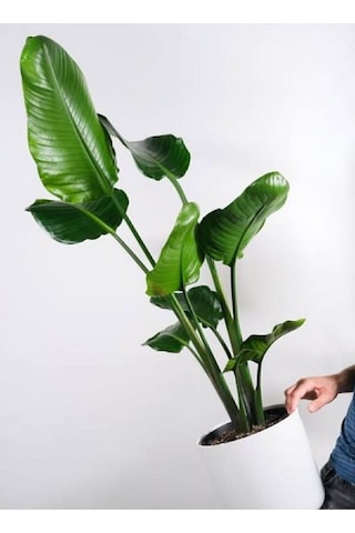 Thebestonline Strelitzia Starliçe 80-110 Cm Boyunda Tek Gövdeli Salon Bitkisi Iç Mekan Bitkisi