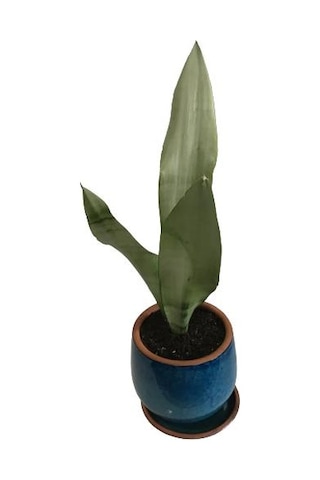 Dekoratif Toprak Saksıda Sansevieria Moonlight Sanseverya