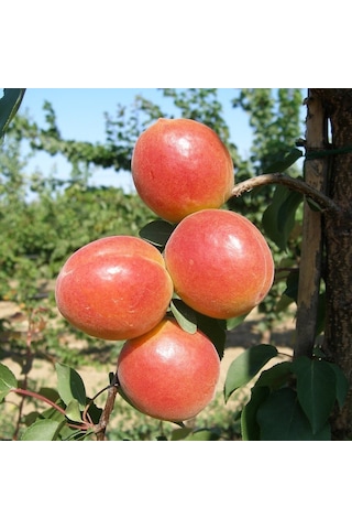 Tüplü Aşılı İri Meyveli Verimli Perfect Red Aldeniz Kayısı Fidanı
