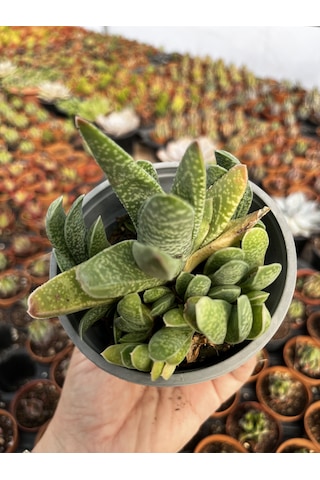 Gasteria 12cmlik Saksıda 1 Adet