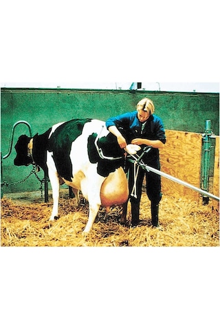 Vink Tipi Doğum Krikosu 180 Cm