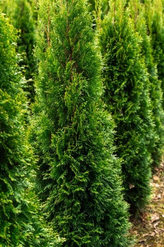 Tüplü Leylandi Çam Fidanı 90-100 Cm