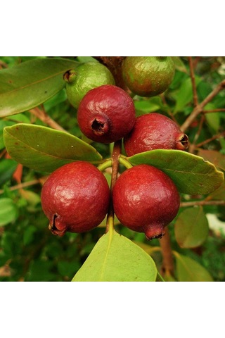 Çilek Guavası Fidanı 6 Yaş 150 Cm