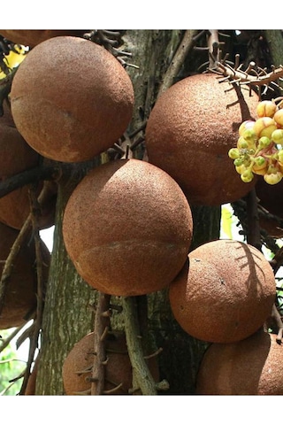 Organik Bitkim Brezilya Cevizi 100 G