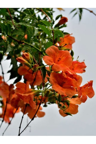 Turuncu Japon Gülü Çiçeği Fidanı 20-45 Cm Saksılı Çiçekli Bodur Bitkiler Hibiscus Rose