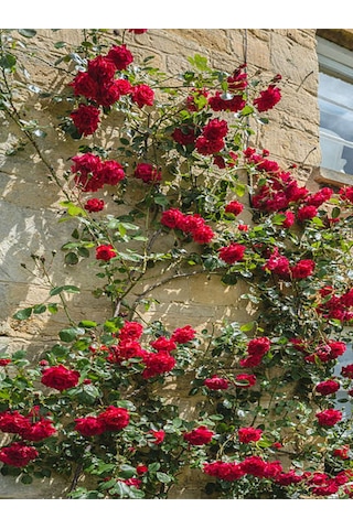 Videolu Sarmaşık Gül Kırmızı Renkli 30 60 Cm 3 Adet Tüplü Aşılı Gül Red Rose