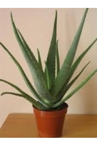 Saksı Çiçek Gübresi 1 KG Sıvı Organik Gübre (Sebze/Meyve Için)